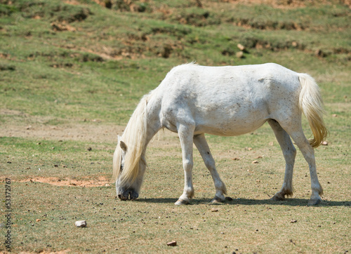 white horse © xy