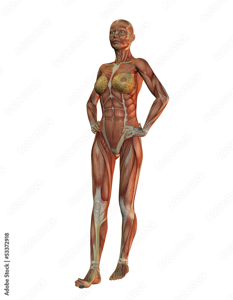 Anatomie - Frau Ganzkörper