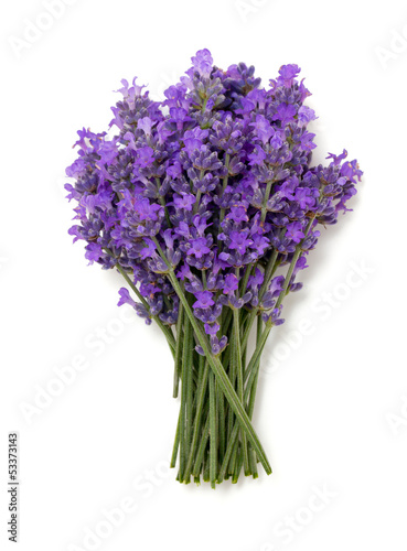 Fototapeta Naklejka Na Ścianę i Meble -  bunch of lavender isolated on white