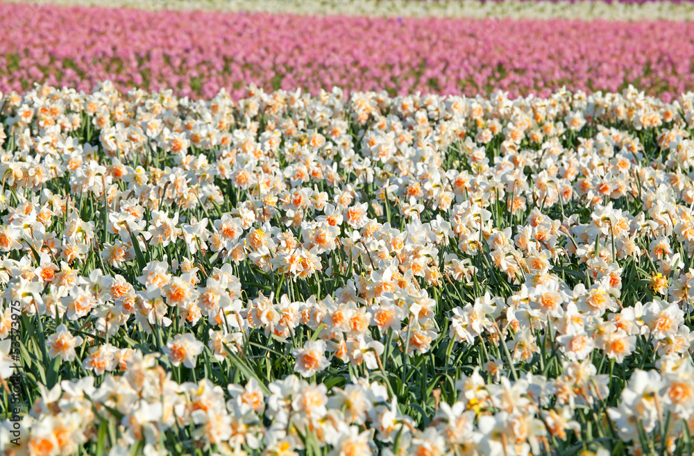 many daffodils on spring field