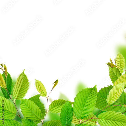 Fresh green leaves