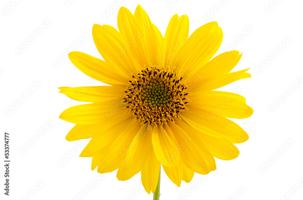 Naklejka premium Staudensonnenblume