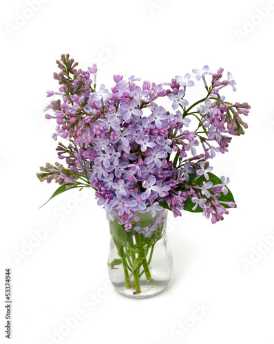 lilac in glass vase over white