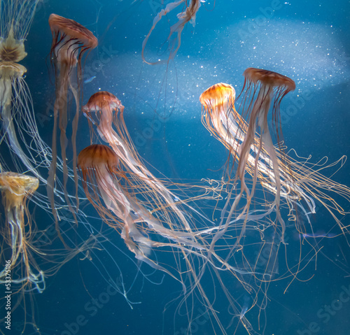 Jellyfish