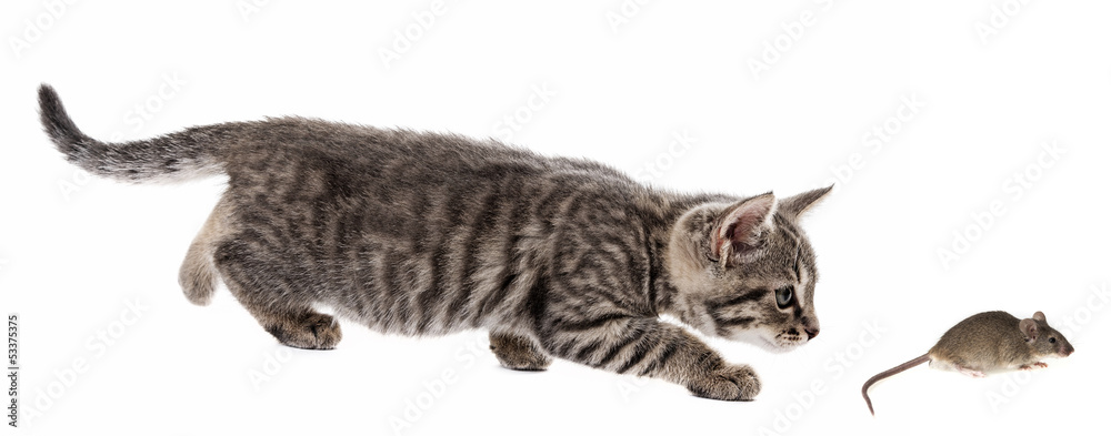 Fotografie kitten and mouse isolated on a white background
