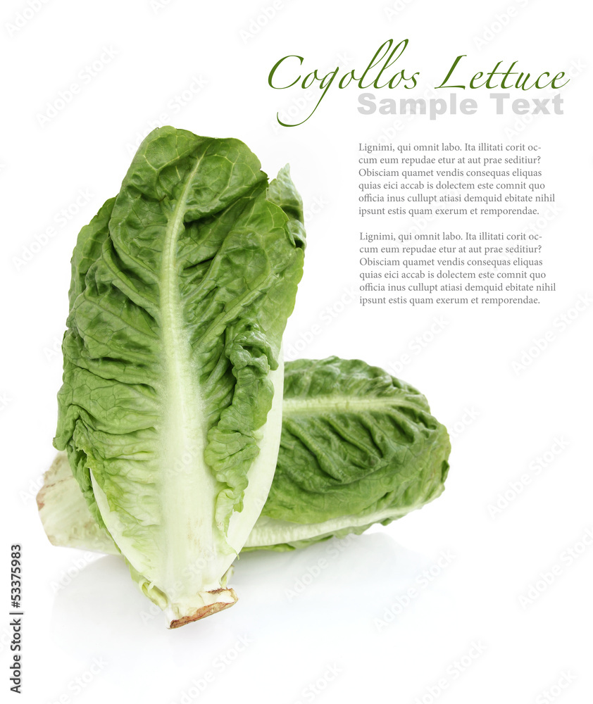 Fototapeta premium Cogollos lettuce (lettuce heats) on white background