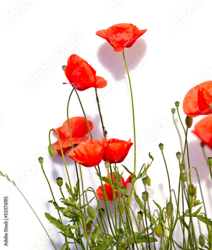 Fototapeta Naklejka Na Ścianę i Meble -  Isolated red poppies