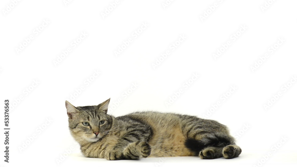 Cat lying and looking around Cat lying and looking around
