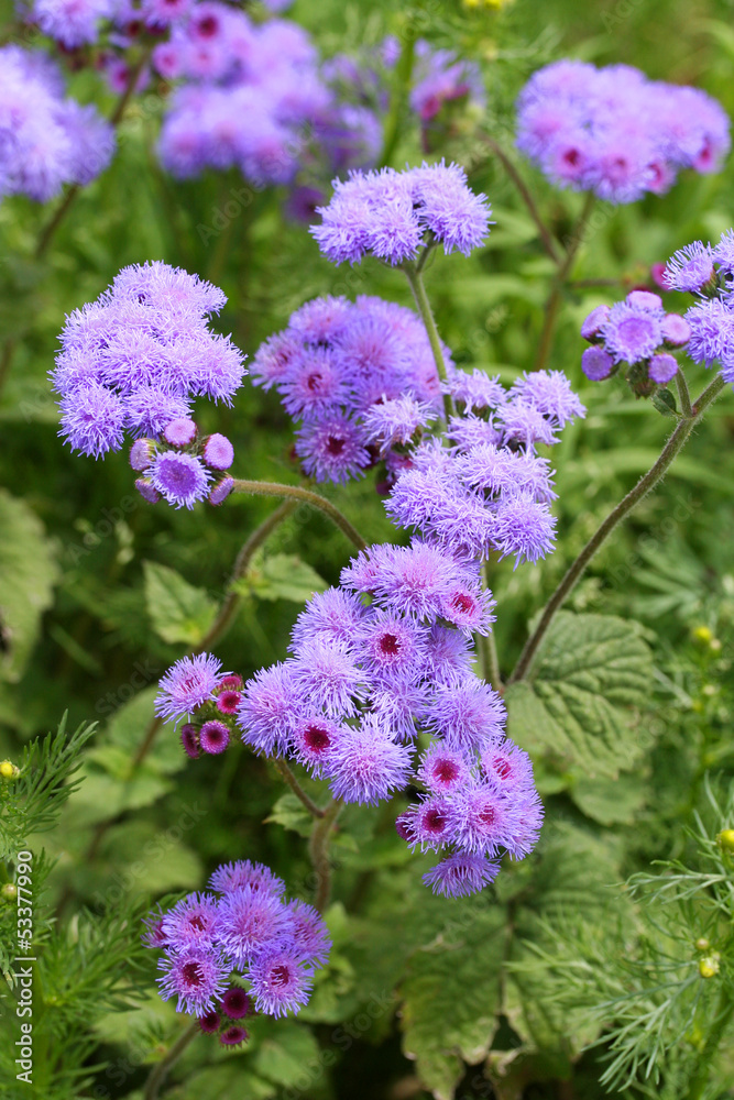 Obraz premium Ageratum