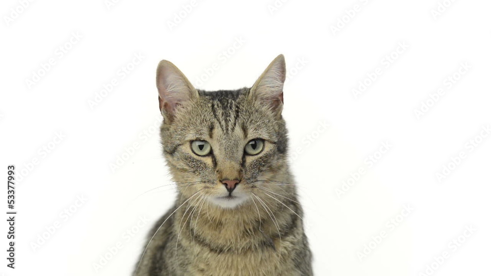 Cat looking around and licking its lips, 50 fps slow motion Cat looking around and licking its lips, 50 fps slow motion