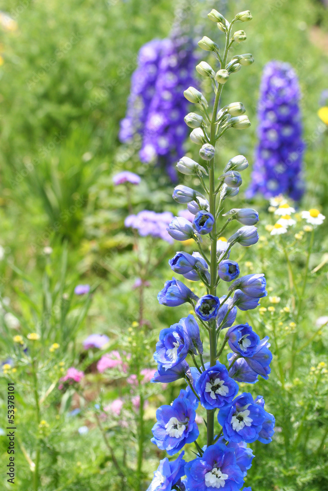 Obraz premium Delphinium