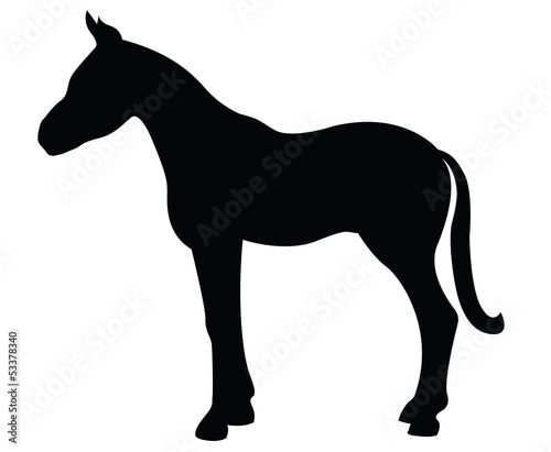 Colt silhouette isolated on white