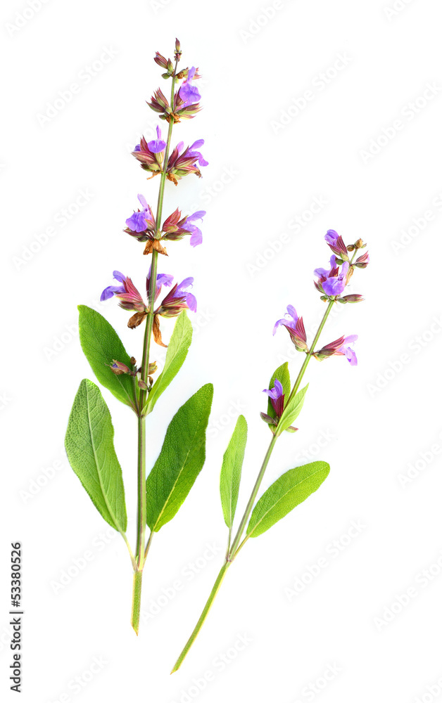 The Common Sage (Salvia officinalis).