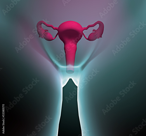 Apparato riproduttivo femminile utero