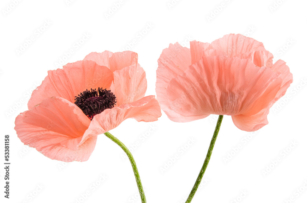 Fototapeta premium Rosa Mohn