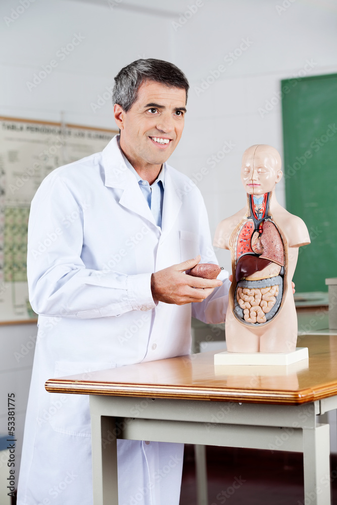 Professor Looking Away While Analyzing Anatomical Model Professor Looking Away While Analyzing Anatomical Model