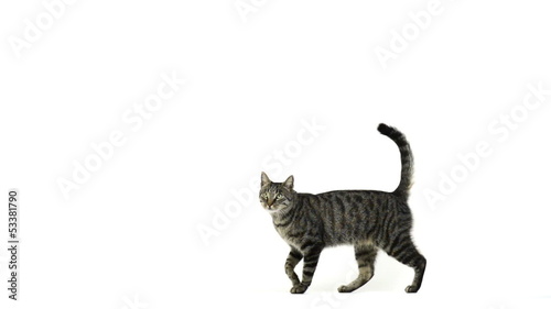 Slow motion of a cat walking and looking up
