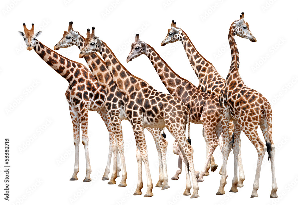 Obraz premium Giraffes isolated
