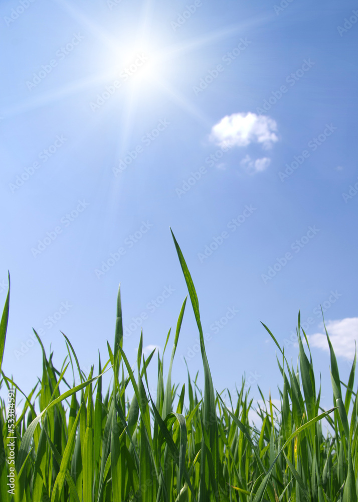 Obraz premium grass