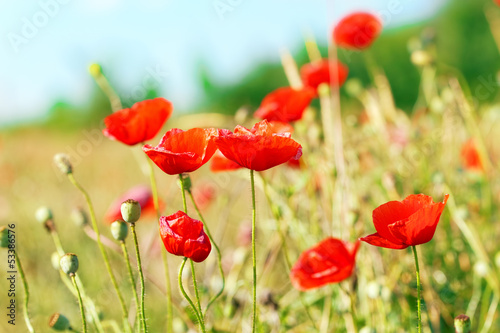 Fototapeta Naklejka Na Ścianę i Meble -  Summer day in  meadow full of blooming poppies