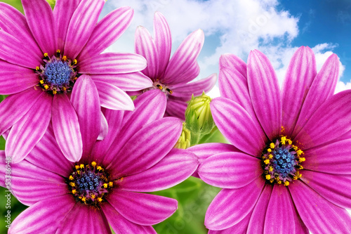 Flowers of Gazania against blue sky. (Splendens genus asteraceae