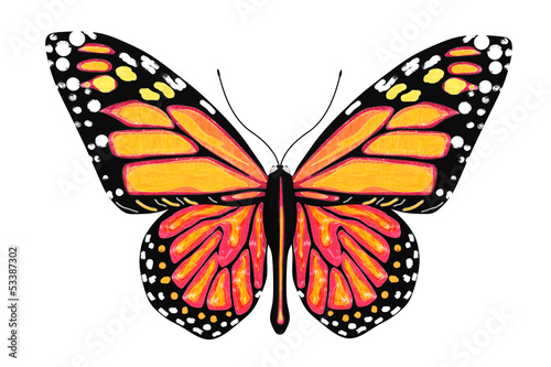 Butterfly with yellow and orange colors