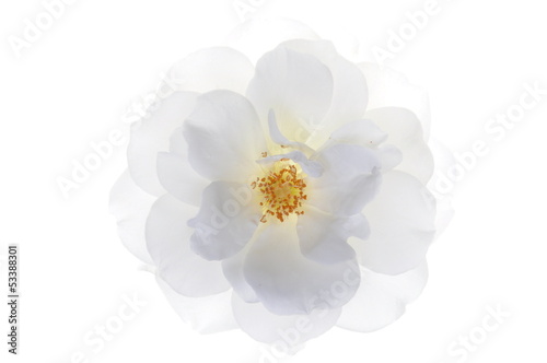 Single white rose head isolated on white background