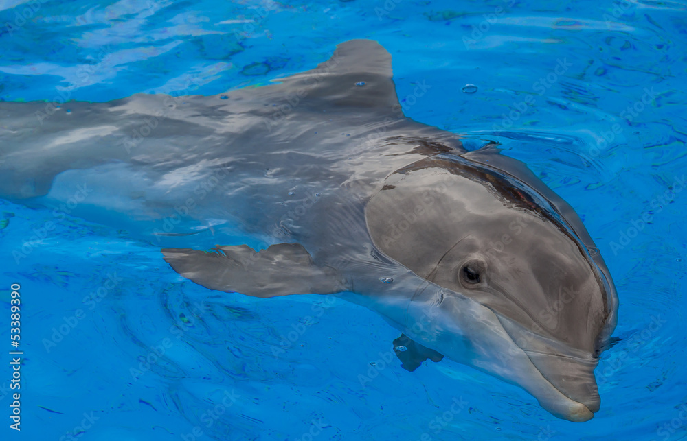 Obraz premium dauphin