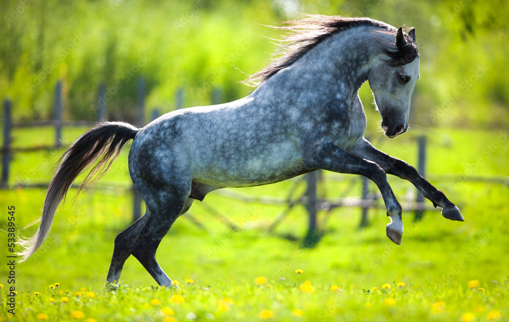 Obraz premium Szary koń działa w polu na wiosnę.