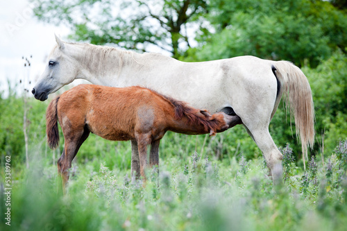 Arabian mare with foal at pasture.