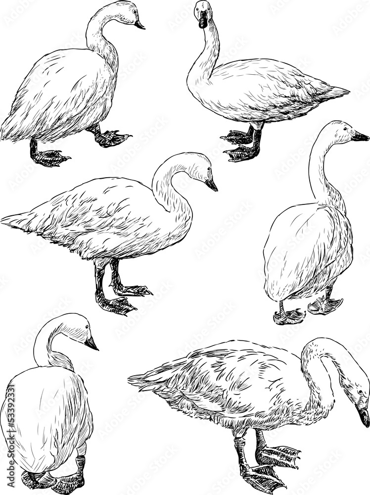 Naklejka premium swans