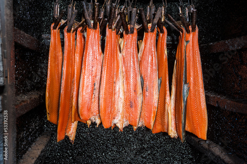 Smoking salmon in traditional British smokehouse