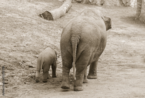 Small elephant