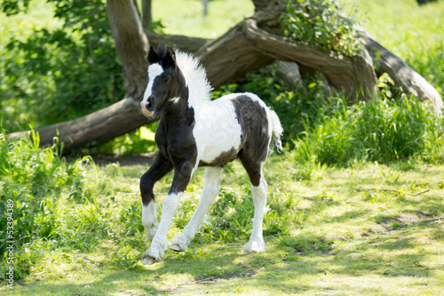 Fototapeta Naklejka Na Ścianę i Meble -  Foal