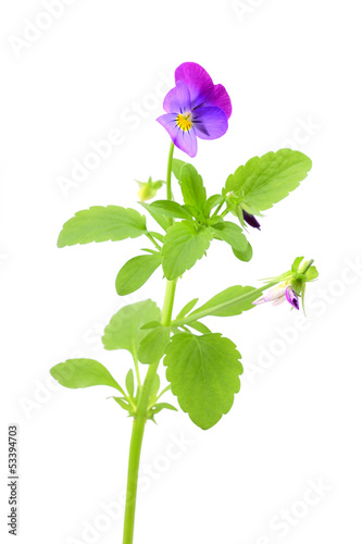 Viola tricolor isolated on a white