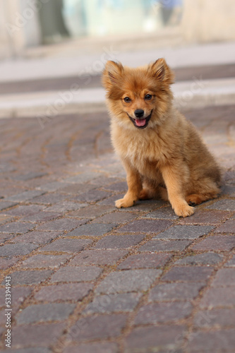 cucciolo di cane volpino photo