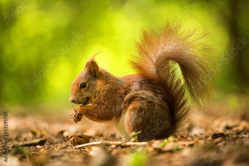 squirrel eats a nut © jurra8