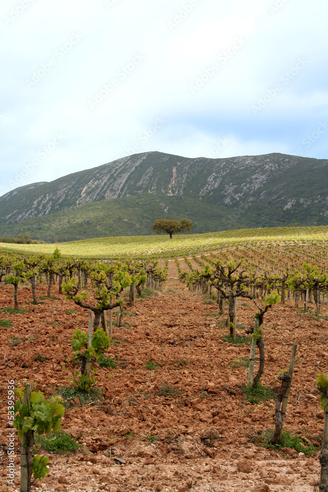 green vineyard in arrabida Portugal