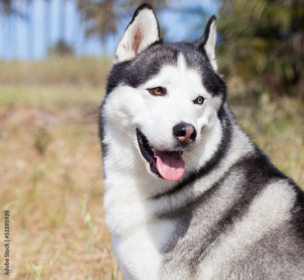 adorable husky sitting on sunny day