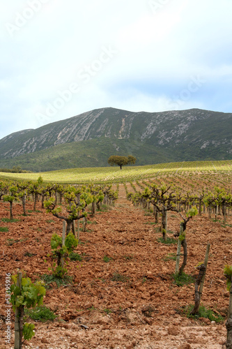 green vineyard in arrabida Portugal photo