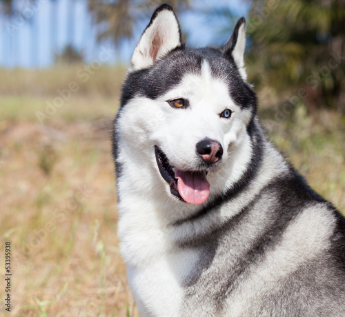 adorable husky sitting on sunny day