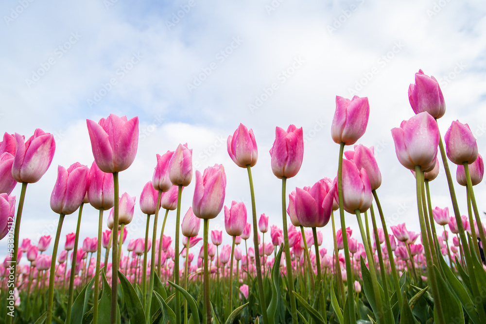 Pink tulips