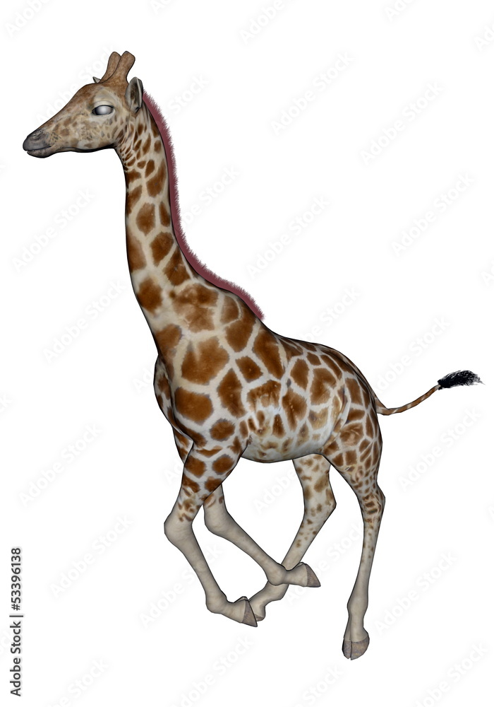 Naklejka premium Giraffe running