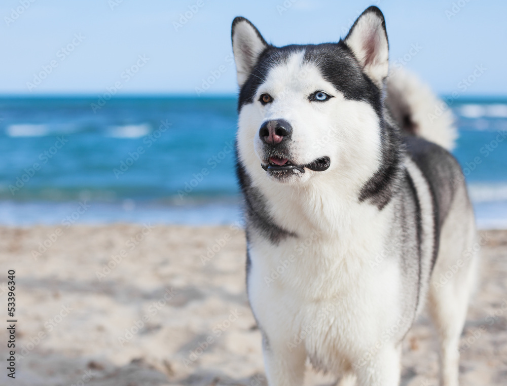 husky at beach on sunny day