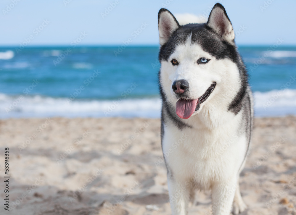 siberian husky standing at beach siberian husky standing at beach