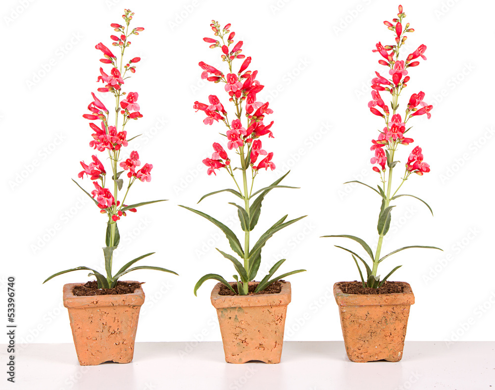 red flowers in a clay pot