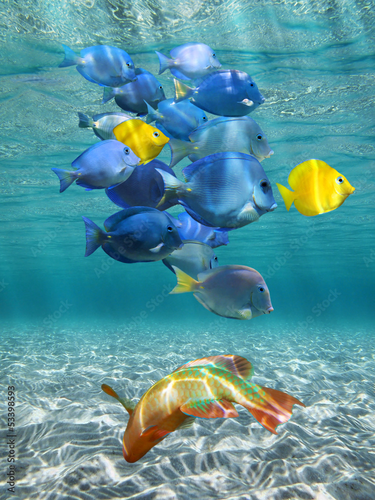 Fototapeta premium Underwater lights and colorful fish