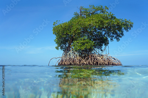 Islet of mangrove with blue sky photo