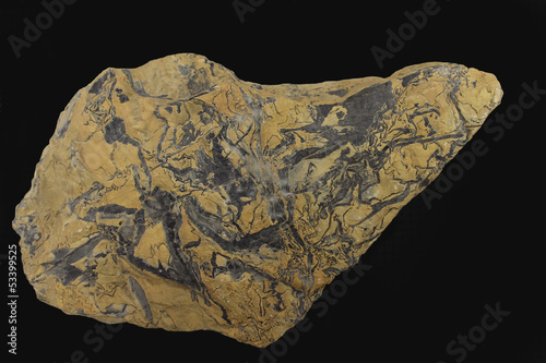 Proterozoic pseudo-fossil 