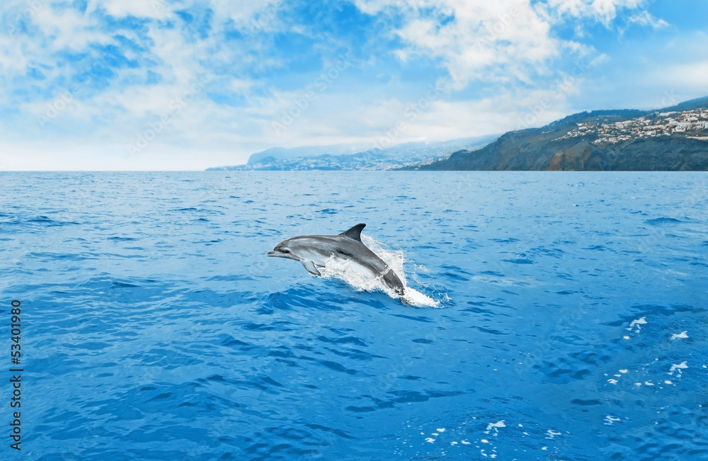 Fototapeta premium Jumping dolphin